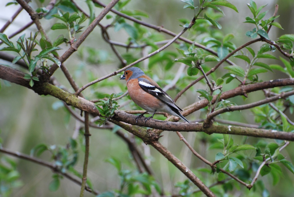 Chaffinch at Egleton Nature Reserve
