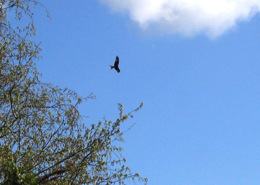 Red Kite flying over gardens in Wheatley