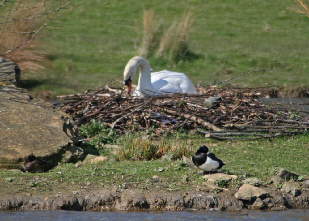 Mute Swan on nest at Herrington Country Park.
