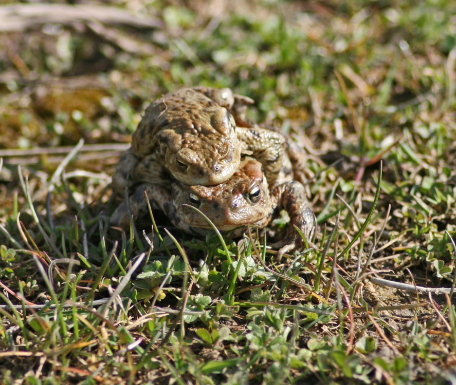 A pair of toads mating next to pond at Herrington Country Park
