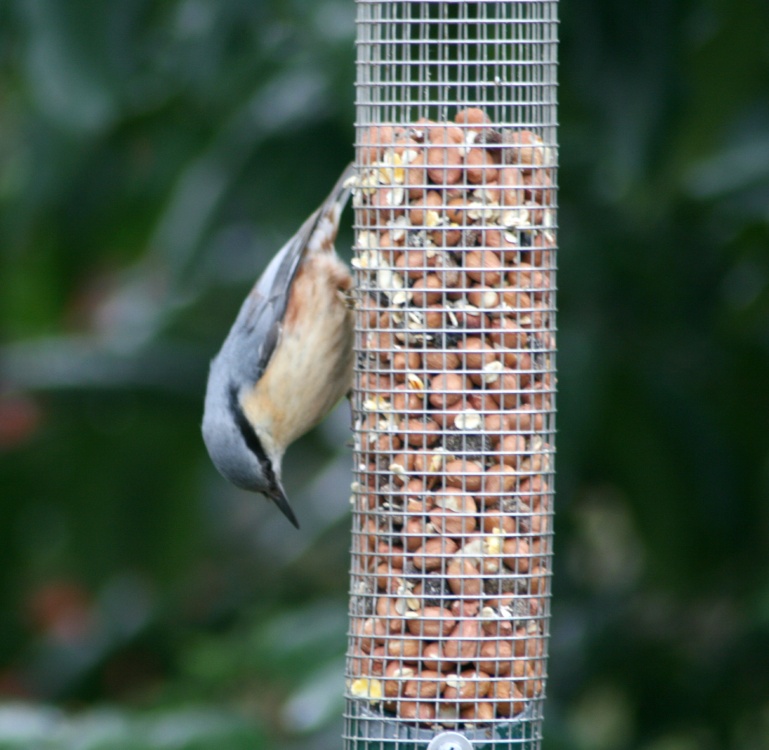 Photograph of Nuthatch, the other way up. For POE.