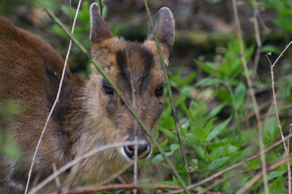 Muntjac Deer at Trotters World Of Animals