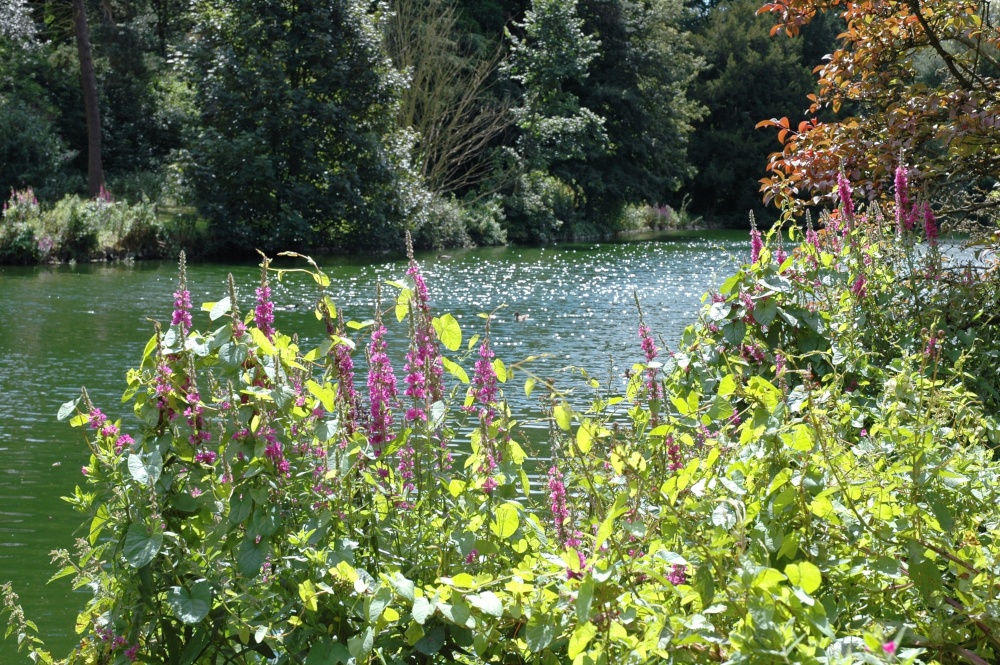 A tranquil view over the lake at Elsham Hall Country Park