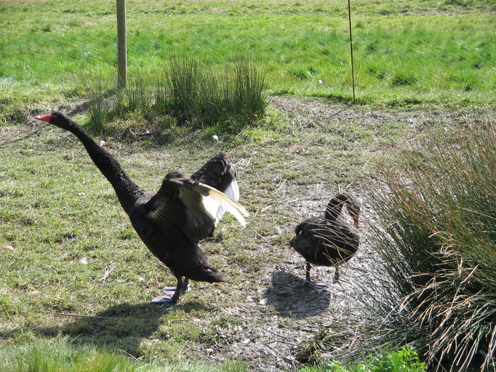 Black Swan at the Washington Wetlands Centre.