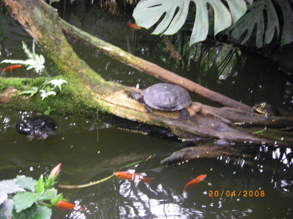 The Jungle Zoo, Cleethorpes, Lincolnshire