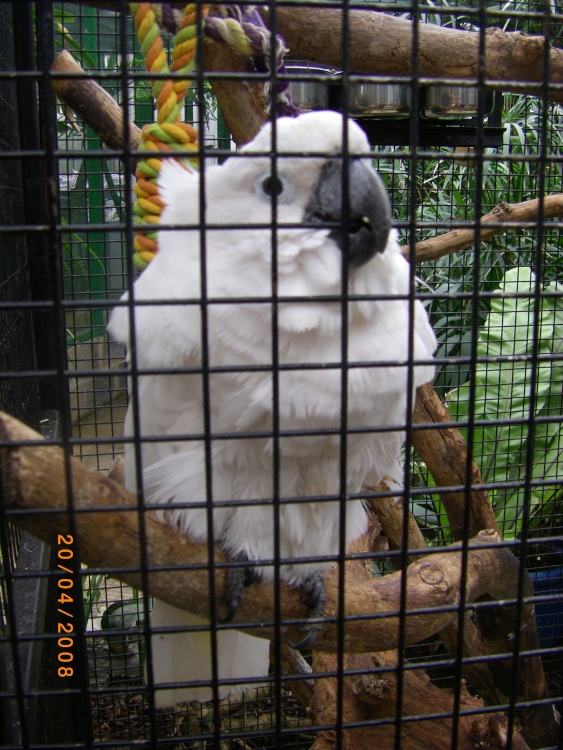 The Jungle Zoo, Cleethorpes, Lincolnshire