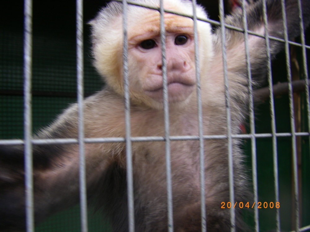 The Jungle Zoo, Cleethorpes, Lincolnshire