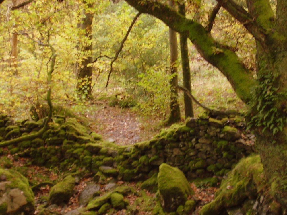 Mossy Wall on the banks of Thirlmere