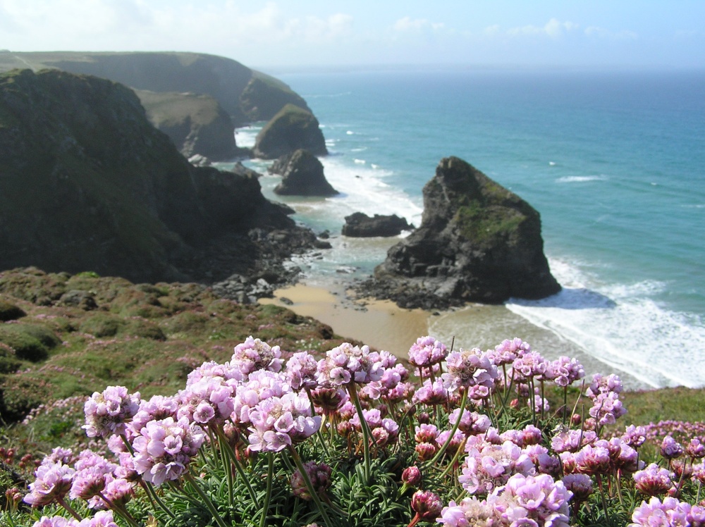 Thrift coming into flower on the clifftop at Bedruthan Steps