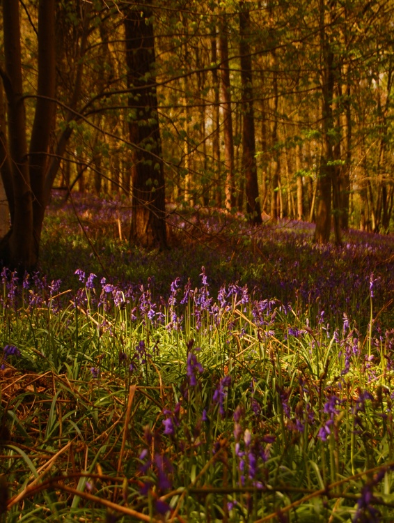 bluebells