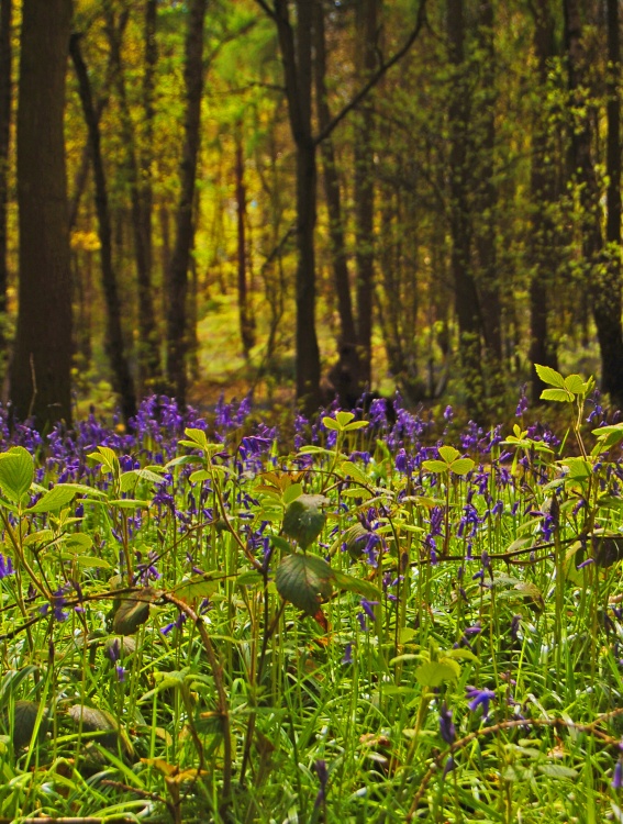 bluebell woods
