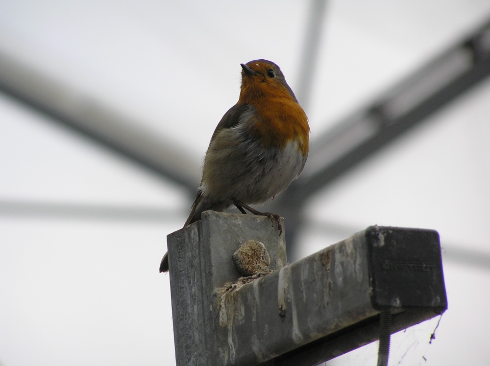 Robin in the mediterranean biome at Eden