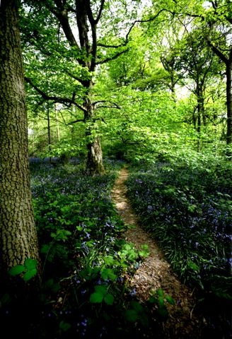 Staffhurst Wood, Merle Common