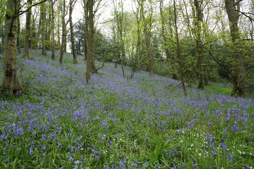 Bluebells, Marles Wood, Dinckley.