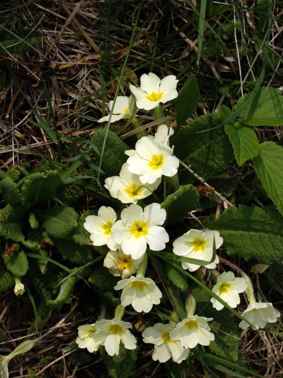 Primroses, Winston, County Durham