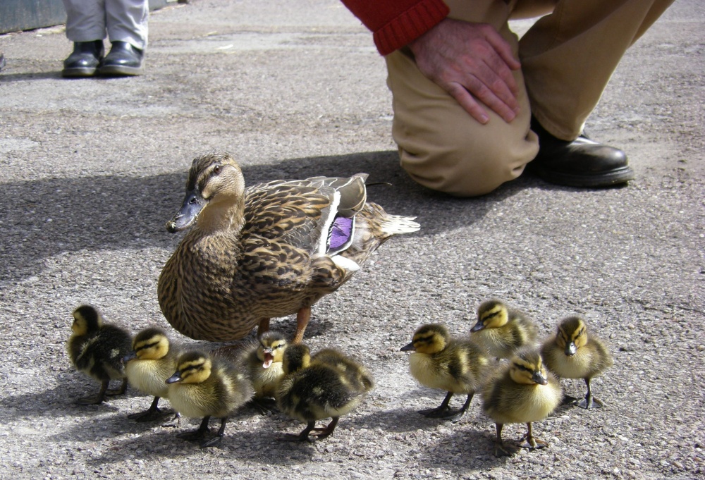 Ducklings, Chatsworth Farmyard & Adventure Playground photo by Barbara Whiteman
