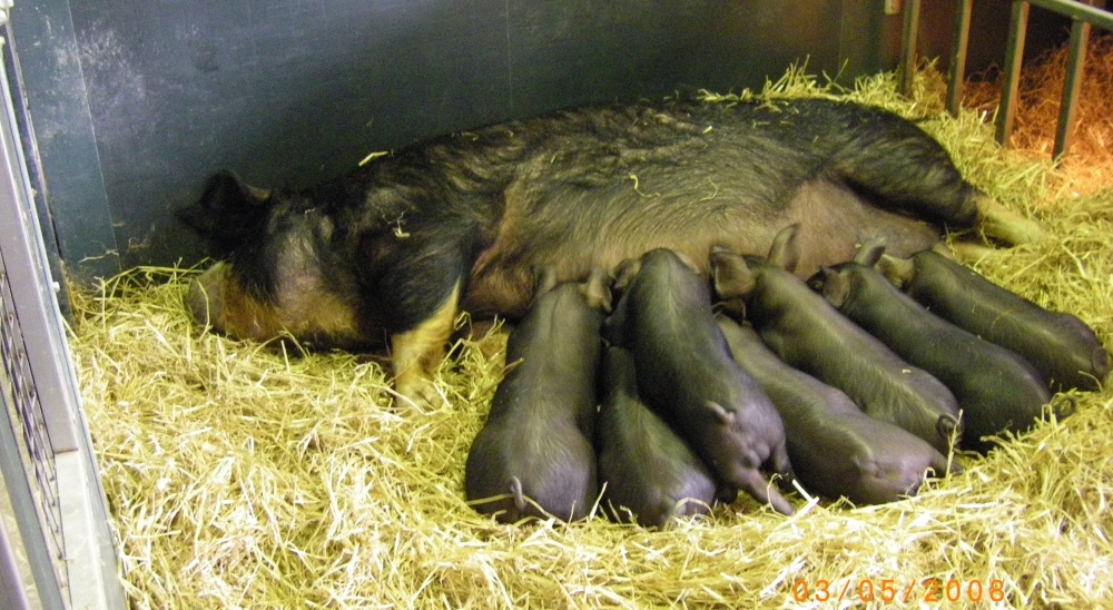 Berkshire Pig Family photo by Barbara Whiteman