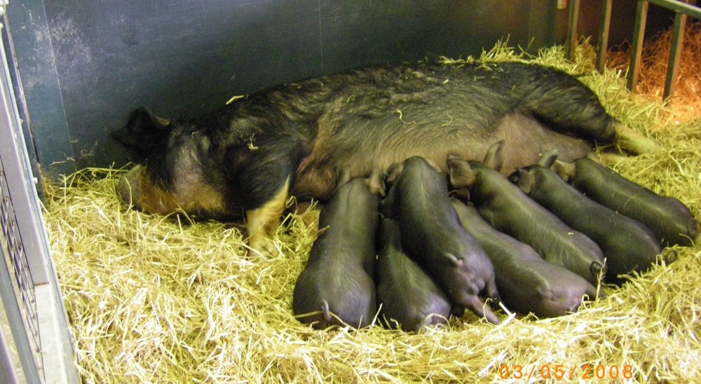 Berkshire Pig Family