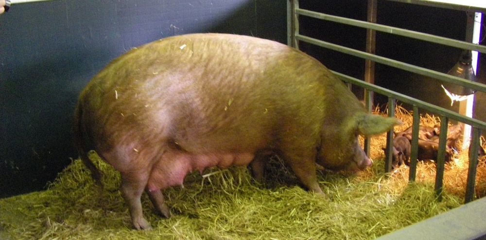 Tamworth Sow photo by Barbara Whiteman
