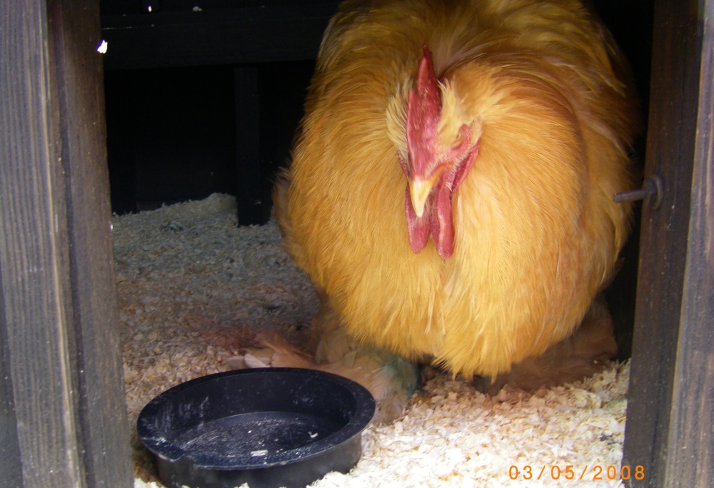 Hen photo by Barbara Whiteman