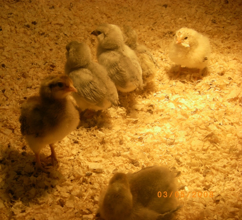 Chicks photo by Barbara Whiteman