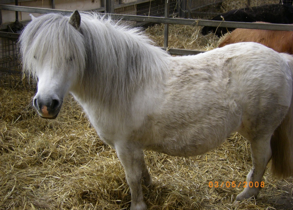 Shetland Ponies