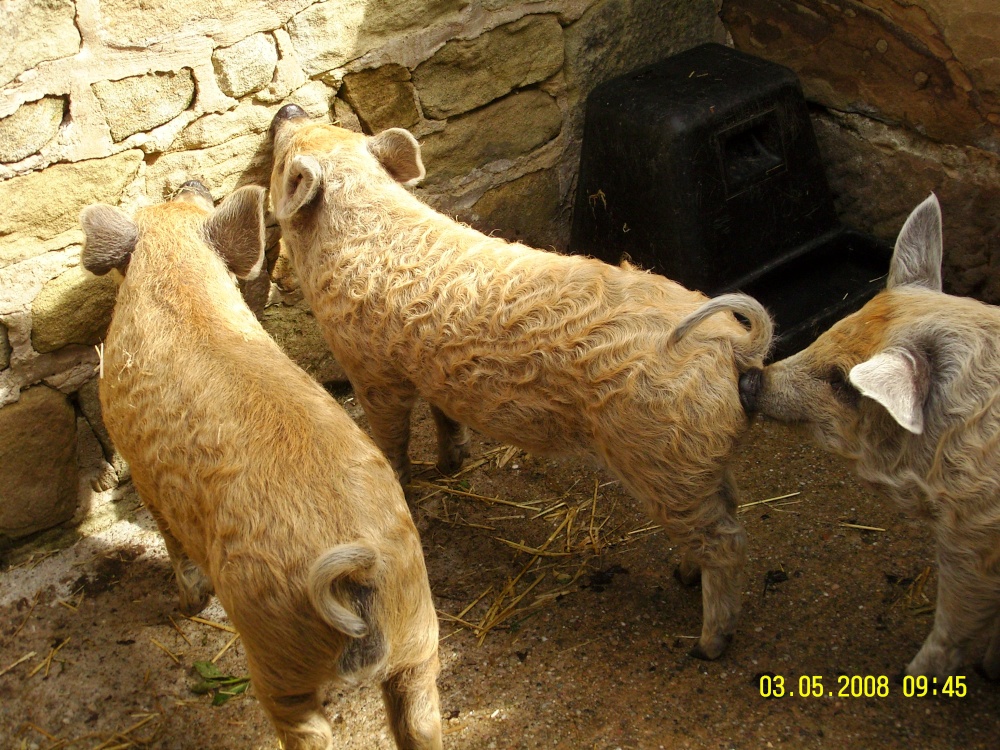Piglets photo by Barbara Whiteman