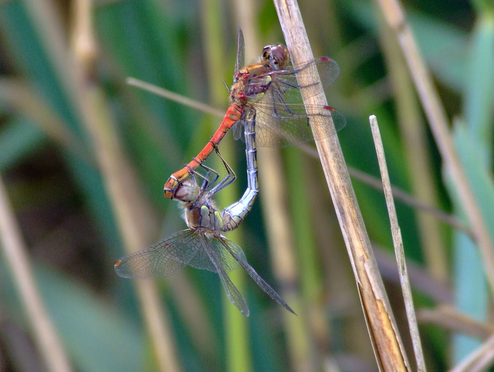 Mating common darter dragonflies photo by Andy Edwards