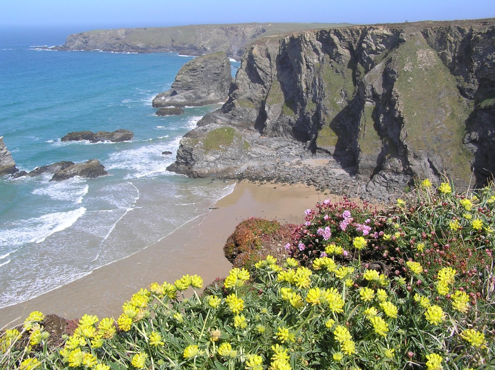 Wild flowers carpet the cliffs at Bedruthan Steps, Cornwall photo by Hilary Hoad