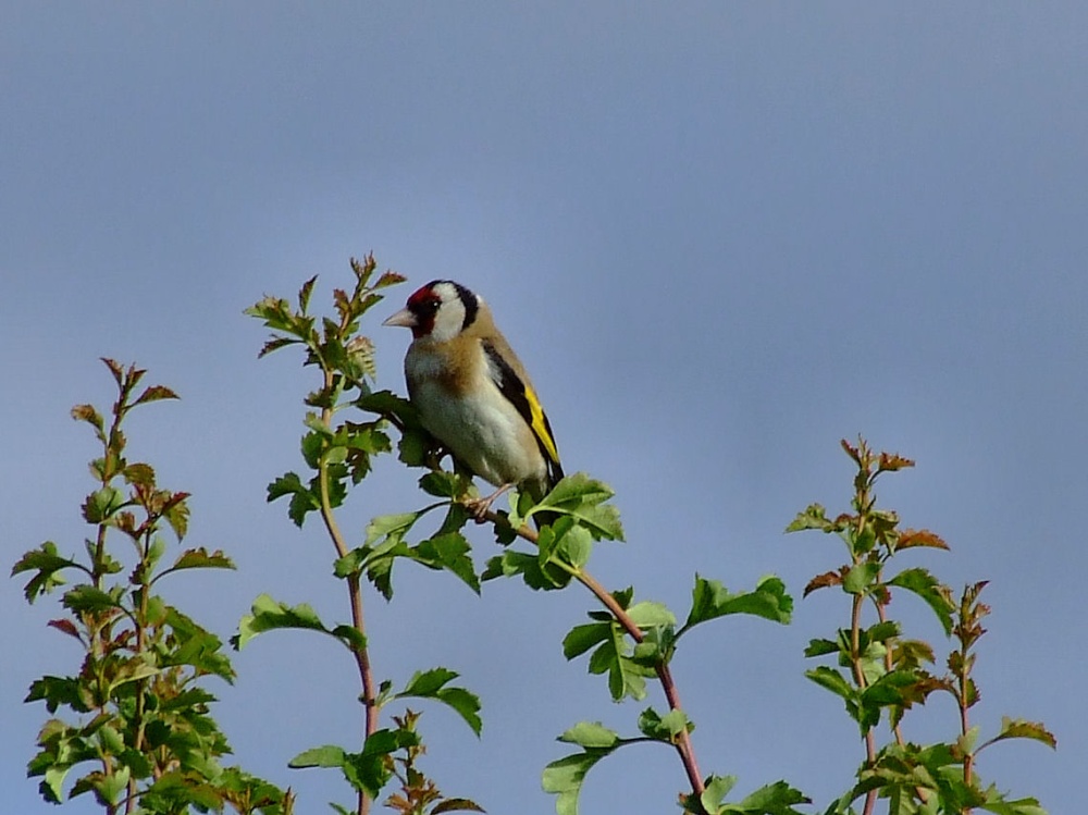 Goldfinch