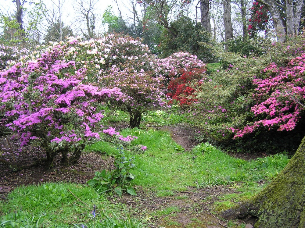 Azaleas flowering in Caerhays Castle gardens, Cornwall photo by Hilary Hoad