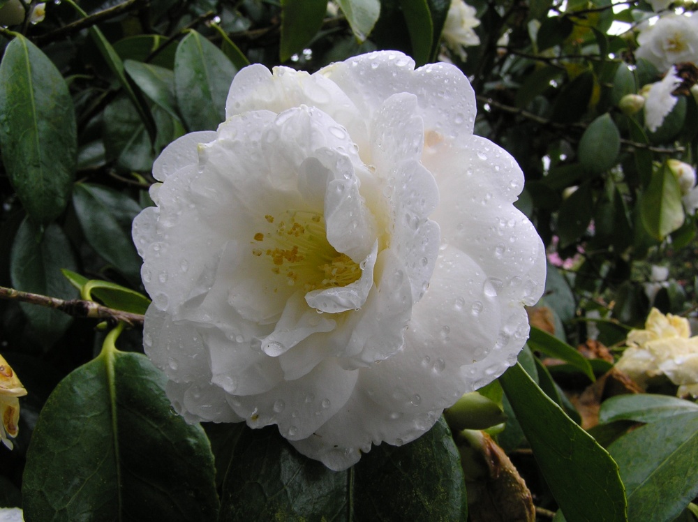 Caerhays Castle gardens are famous for their collection of camellias photo by Hilary Hoad