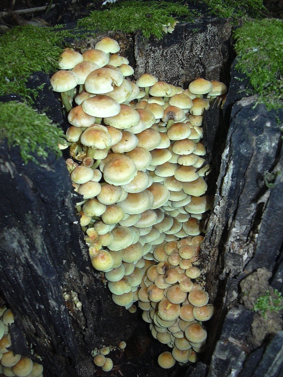Fungi in Melton Woods