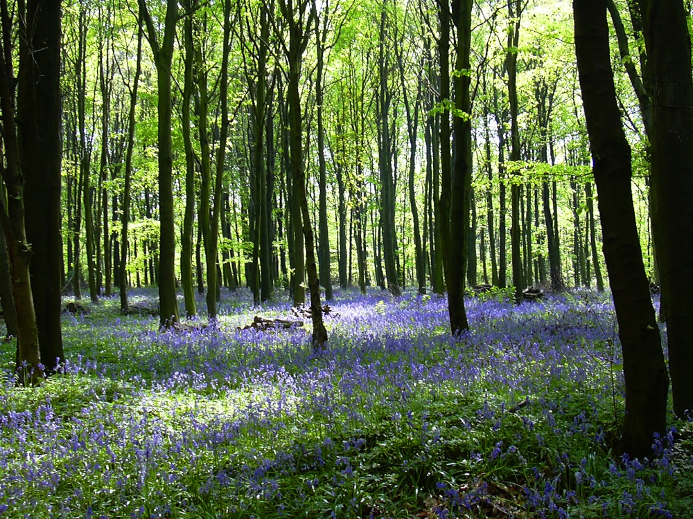 Bluebells in Melton Woods