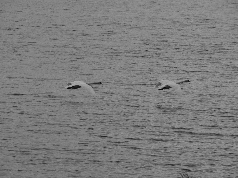 flight photo by Adrian Stephen