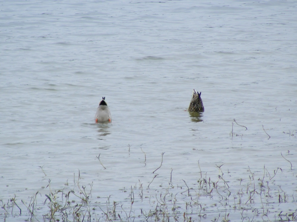 quick... duck!!!!!! photo by Adrian Stephen