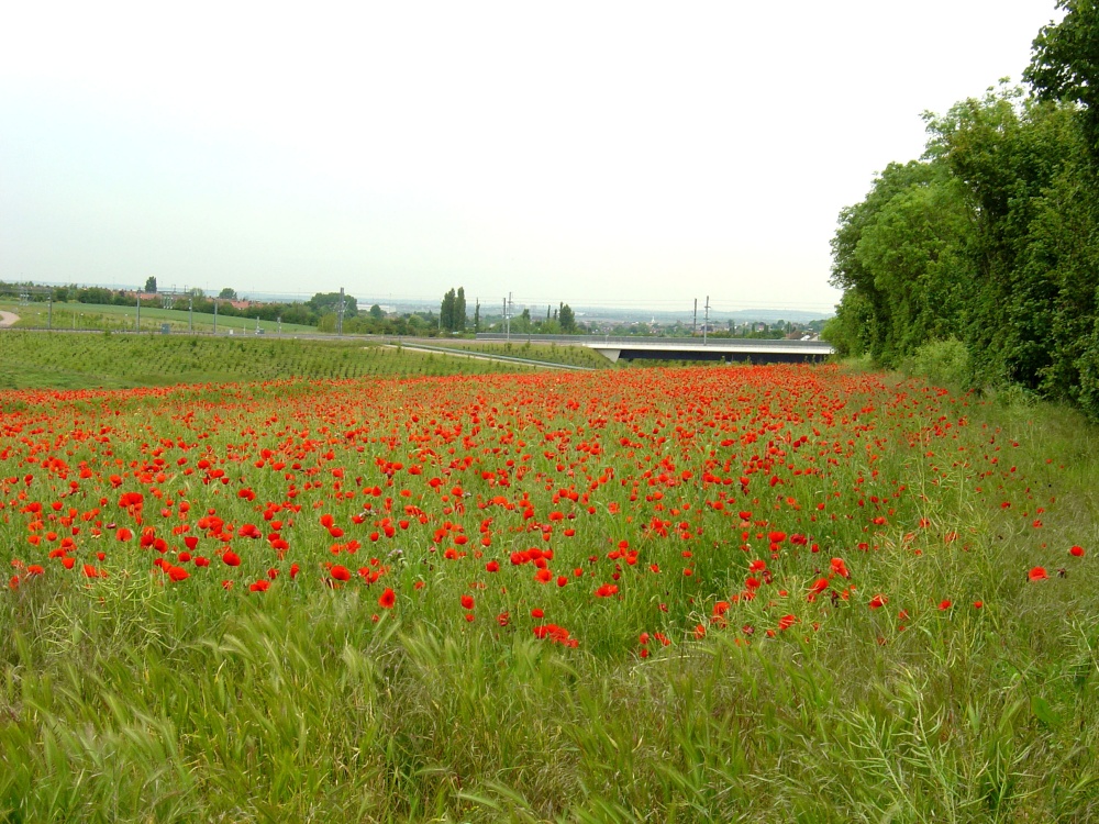 A Field of Poppies Near Gravesend
