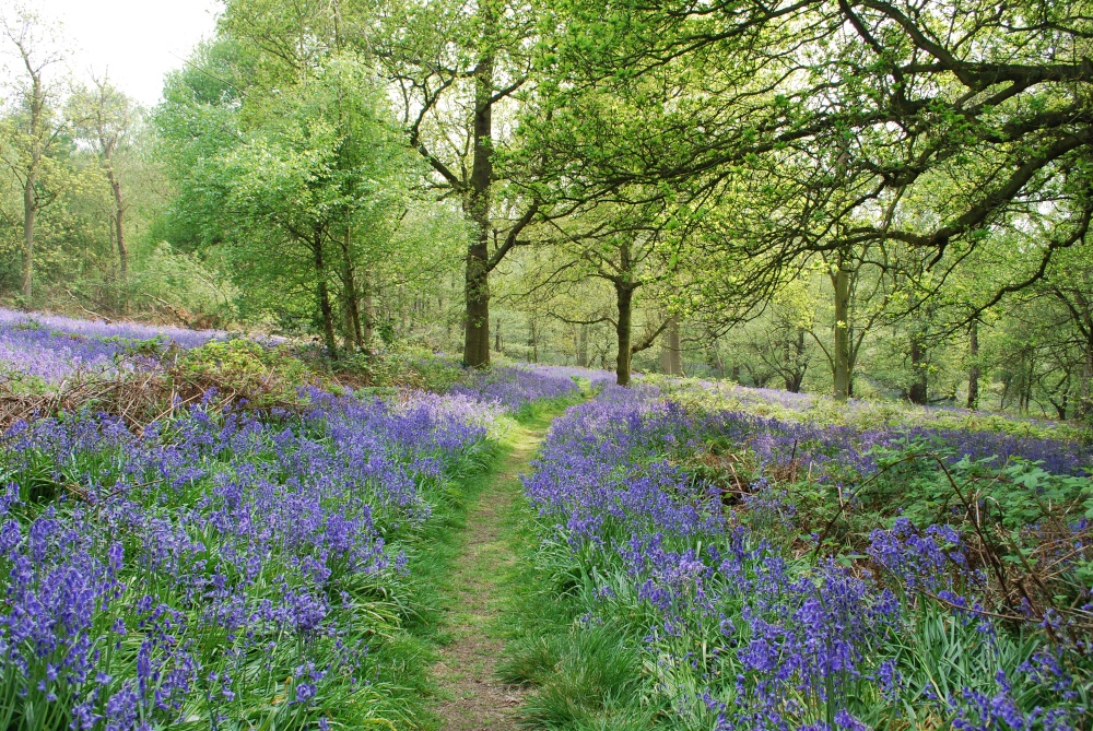 Photograph of Path through the bluebells in Spring Wood
