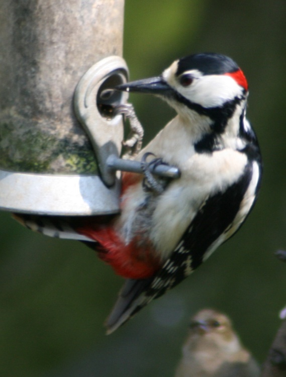 Great Spotted Woodpecker.