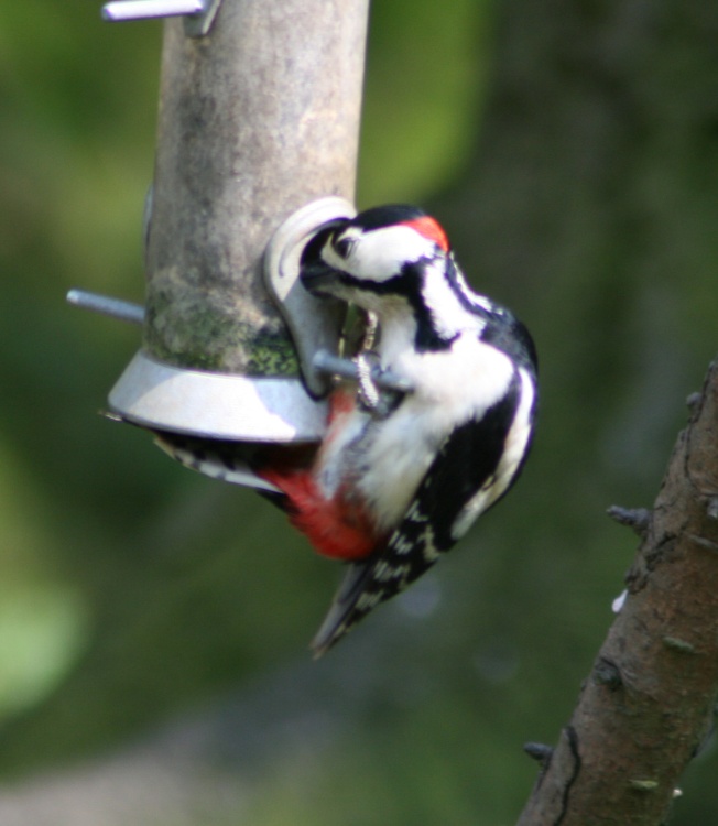 Great Spotted Woodpecker