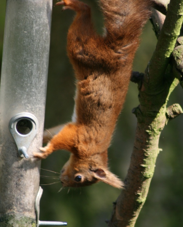 Red Squirrel