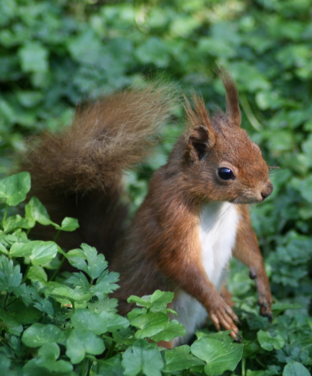 Red Squirrel
