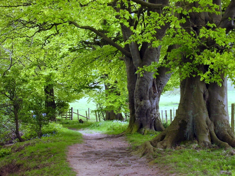 Photograph of Allen Banks