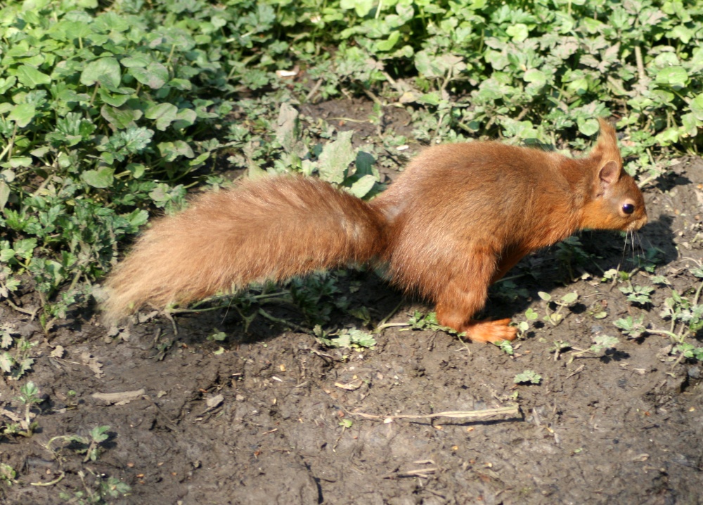 Red Squirrel seen from the nature hide at Wallington Hall, Northumberland.