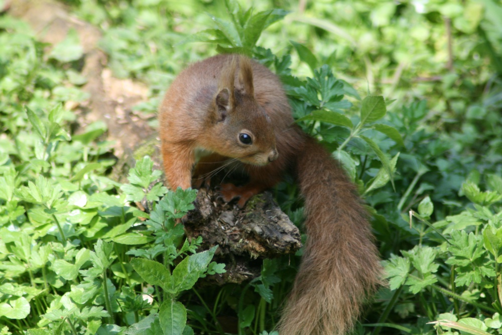 Red Squirrel seen from the nature hide at Wallington Hall, Northumberland.