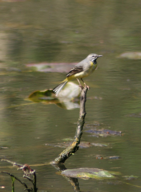 Grey Wagtail perched over the nature pond at Wallington Hall.
