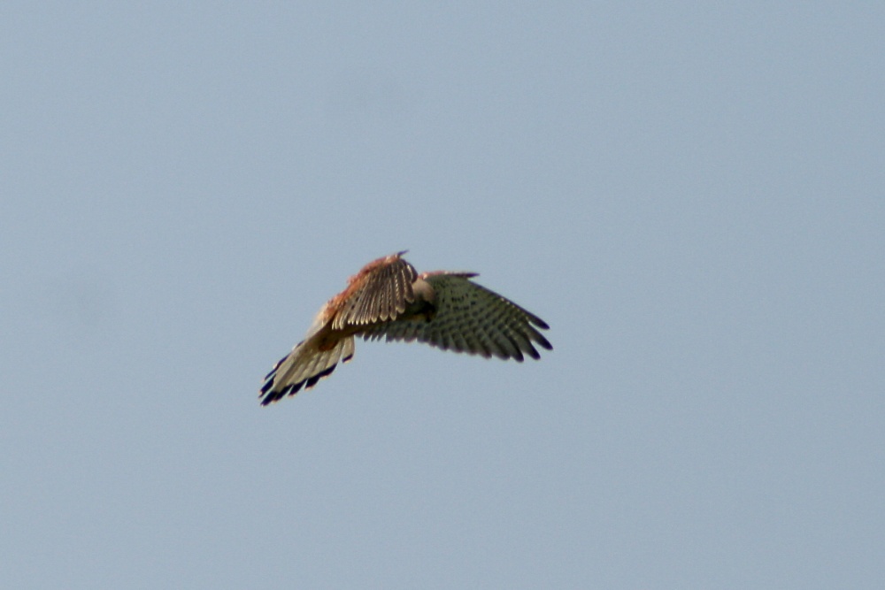 Kestrel hunting