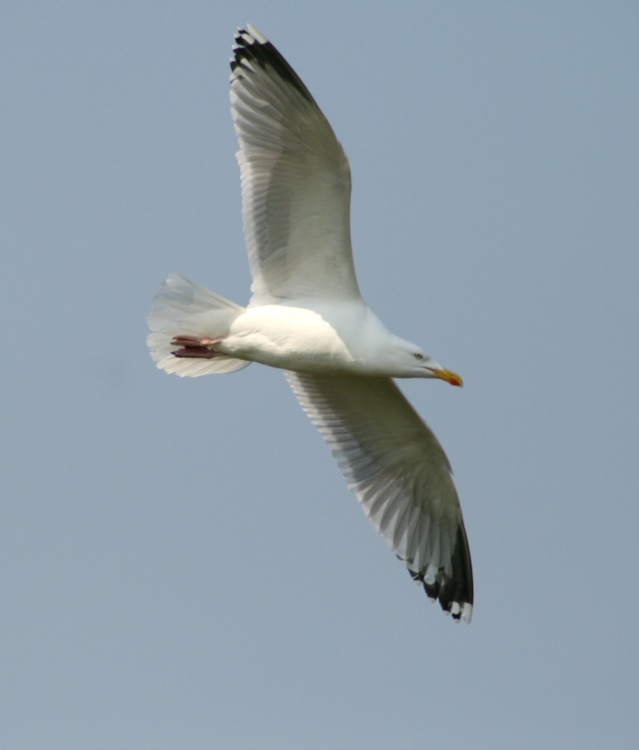 Herring Gull