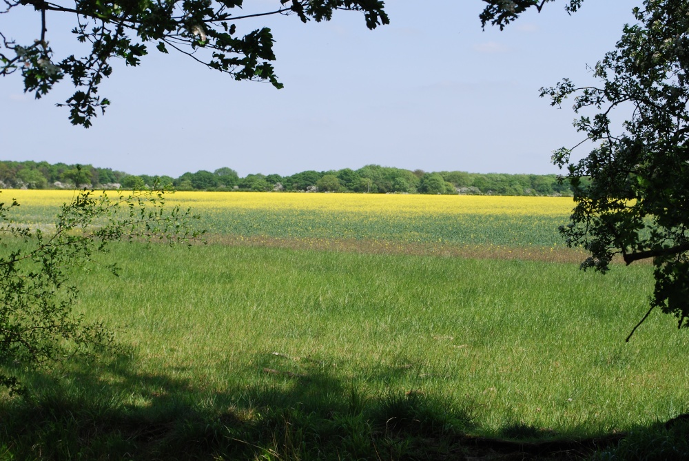 Farmland nr Rockingham Forest