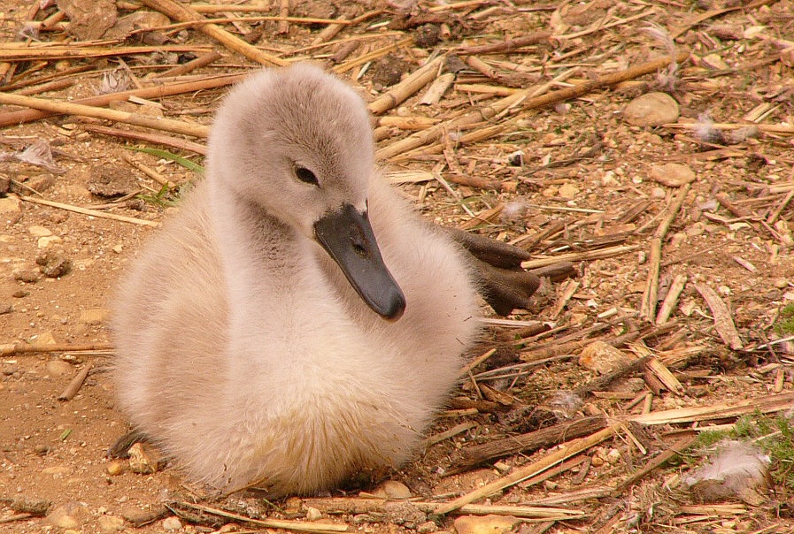The Cygnet photo by Bpeters